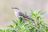 Chalk-browed Mockingbirdborder=